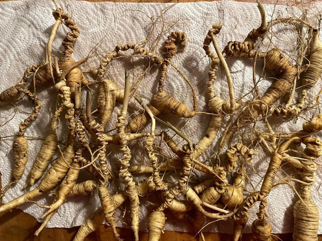 Vermont Wild American Ginseng root Extract 1fl Oz dropper - Buy Online ...