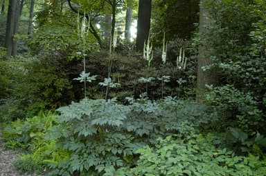 Eastern Woodland Black Cohosh root (Cimicifuga racemosa) Rattlesnake ...