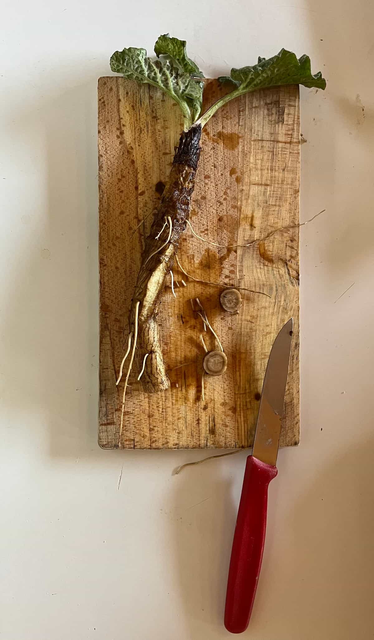 Fresh Burdock Root - Buy Online | Foraged