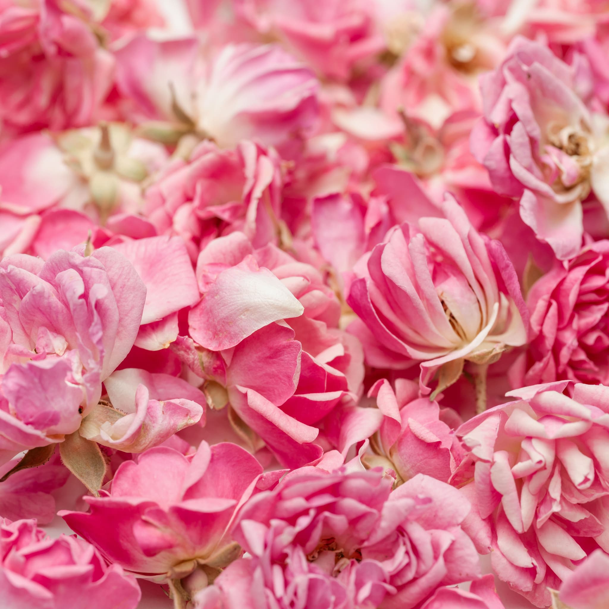 Edible Flowers Cake Toppers, Natural Real Mini Pink Rose 250ml, Edible ...