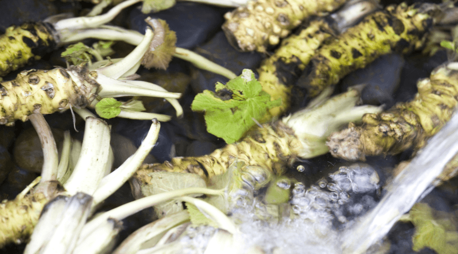 How Much is Wasabi Root? A Comprehensive Guide to Pricing and Quality ...