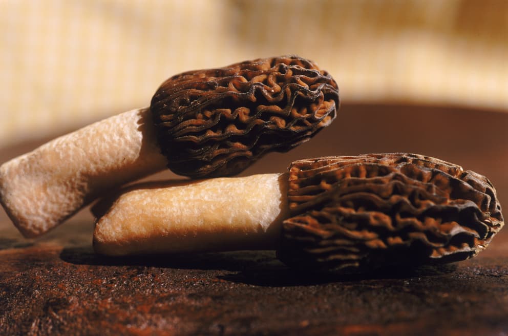 Top 9 Morel Mushroom Benefits Explained Discover Morel Mushroom top-9-morel-mushroom-benefits-explained-discover-morel-mushroom