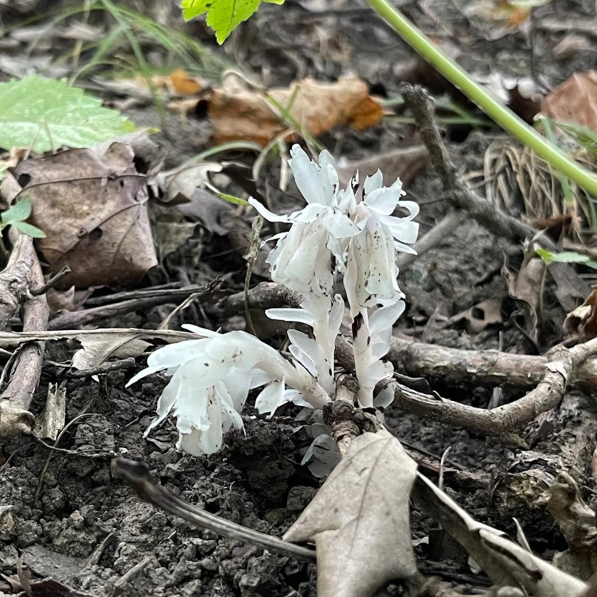How to Grow Indian Pipe: Tips and Techniques - Foraged - Foraged