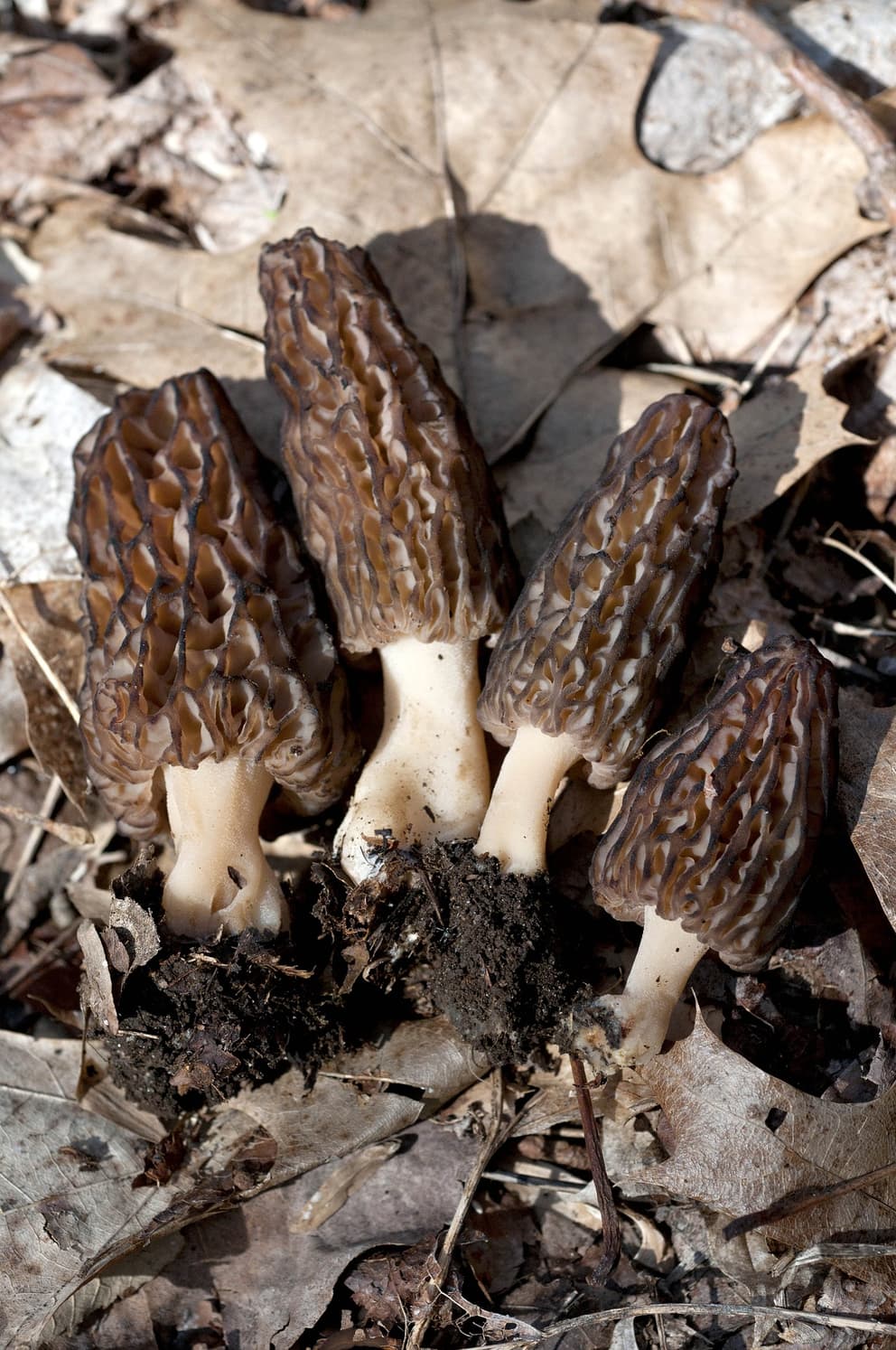 Fresh Morels Can You Freeze Fresh Morel Mushrooms? Preserving the Wild Delicacy for ...