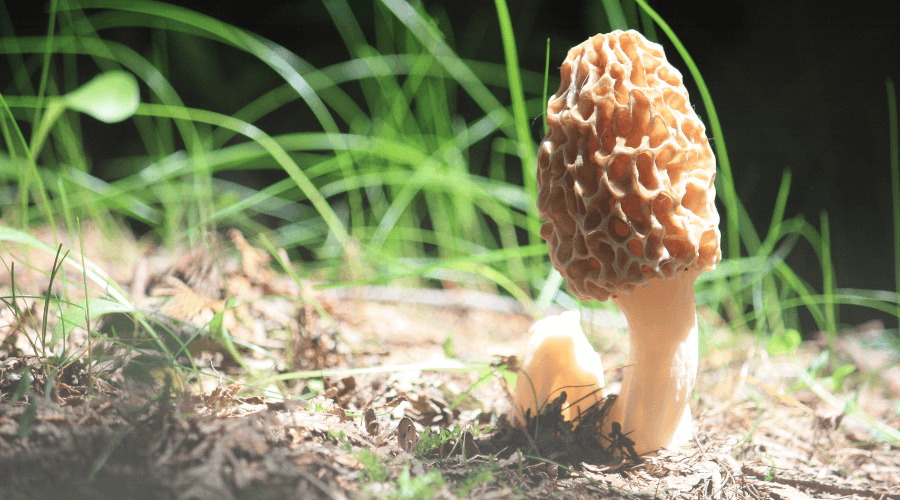 Top 9 Morel Mushroom Benefits Explained Discover Morel Mushroom top-9-morel-mushroom-benefits-explained-discover-morel-mushroom