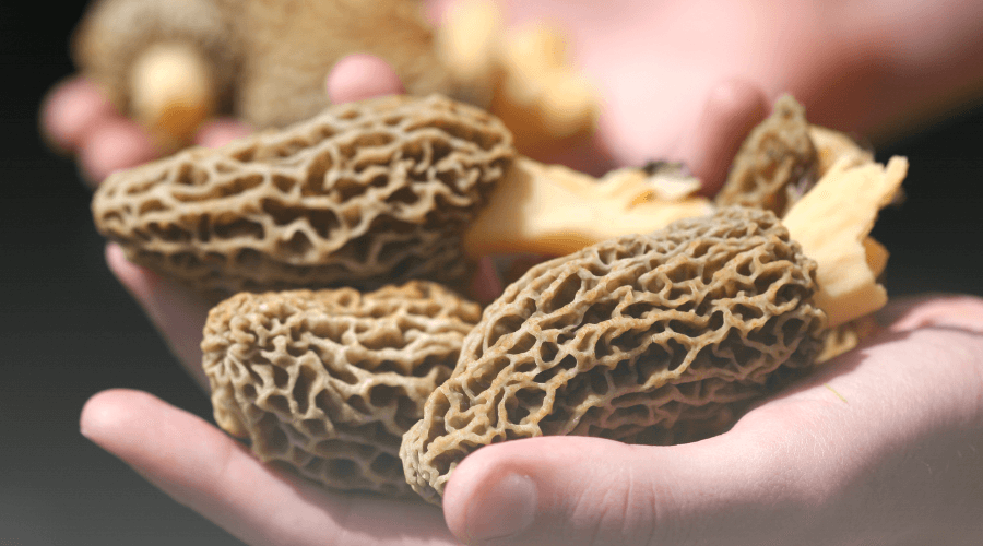 Fresh Morels A Guide to Different Types of Morel Mushrooms - Foraged - Foraged