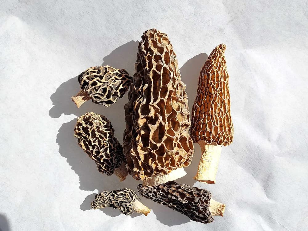 Questionable Morels False Morel Mushrooms: Dangers & Identification Tips | Avoid Toxic ...