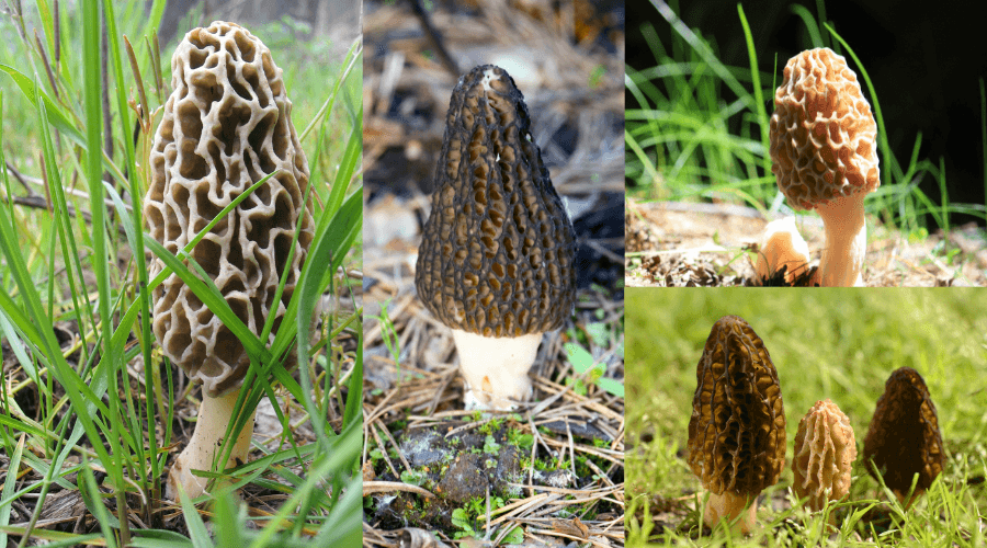 Morel Color Morel vs. False Morel: Key Differences | Foraged - Foraged