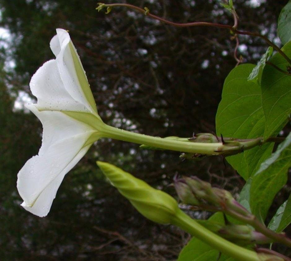 Nature's Hidden Gems: What do Moonflower Seeds Look Like? - Foraged ...