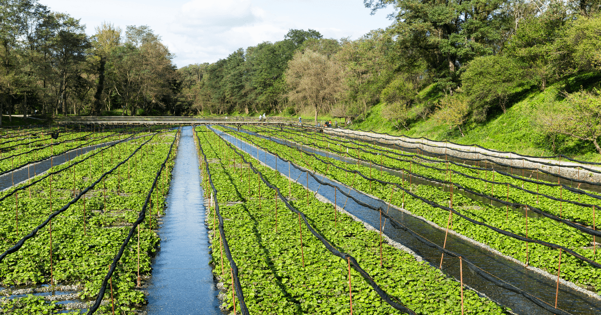 Essential Tips on How to Grow Wasabi Root Successfully - Foraged - Foraged