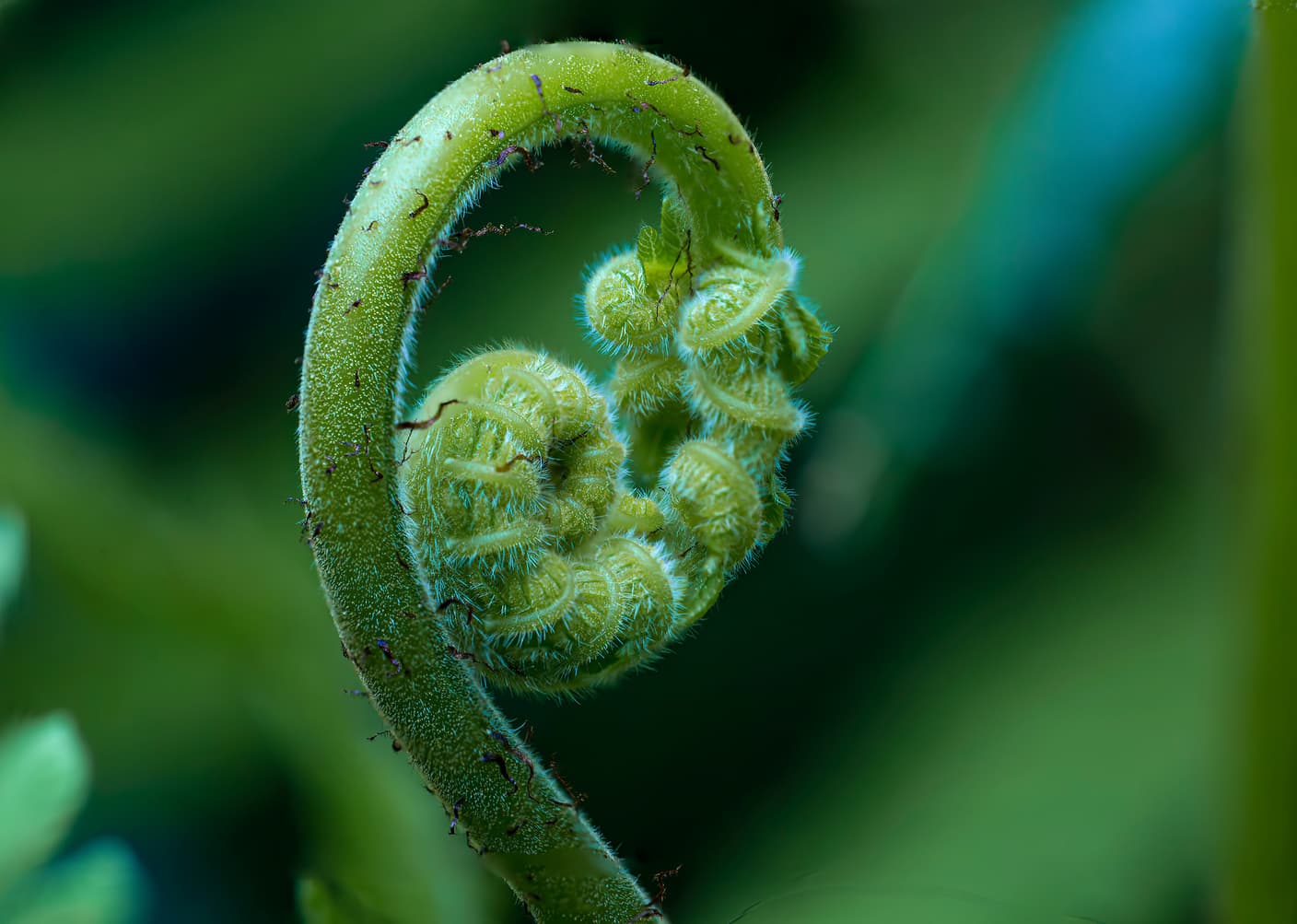 Fiddlehead Led Sign How to Prepare Fiddleheads: A Step-by-Step Guide - Foraged - Foraged