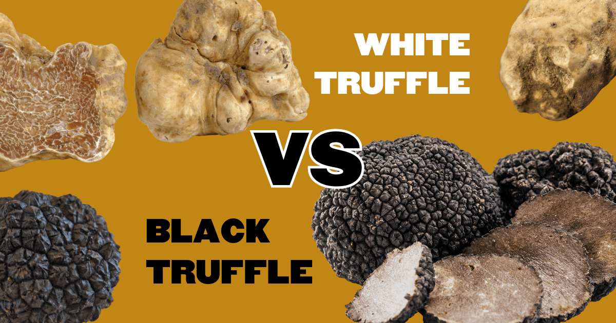 Truffle Treasure: What Is White Truffle? - Foraged - Foraged