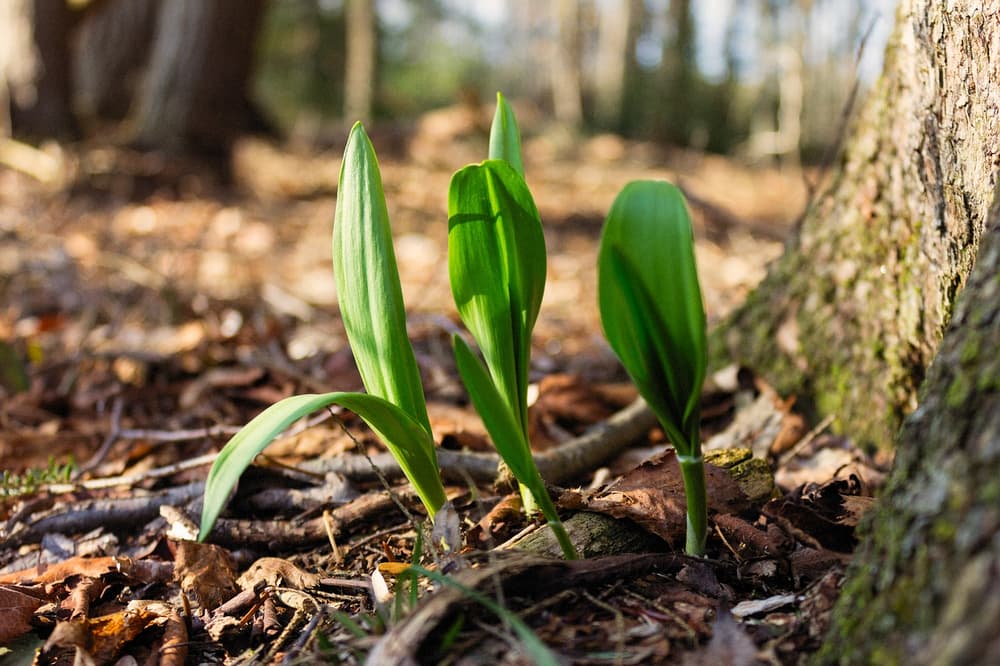Hidden Gems: Discovering the Best Locations to Find Wild Ramps ...