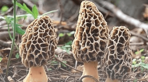 Morel Color Morel Mushroom Identification Guide | Morel Identification Tips | Avoid ...
