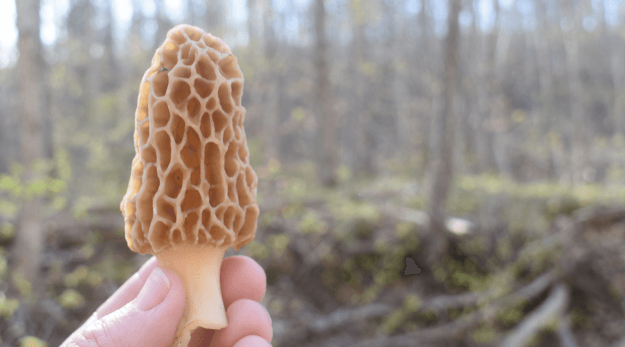 Fresh Morels A Guide For Fresh Morel Mushrooms - Foraged - Foraged