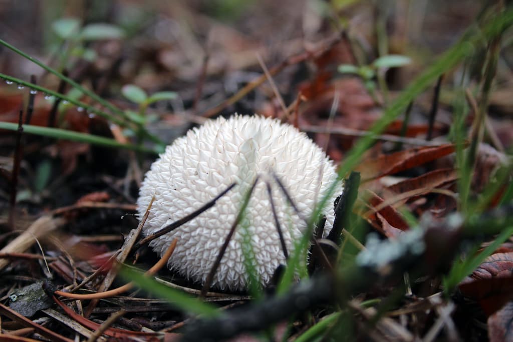 Unlocking the Flavors: How to Cook Puffball Mushrooms - Foraged - Foraged