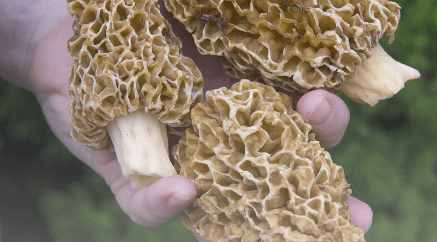 Top 9 Morel Mushroom Benefits Explained Discover Morel Mushroom top-9-morel-mushroom-benefits-explained-discover-morel-mushroom