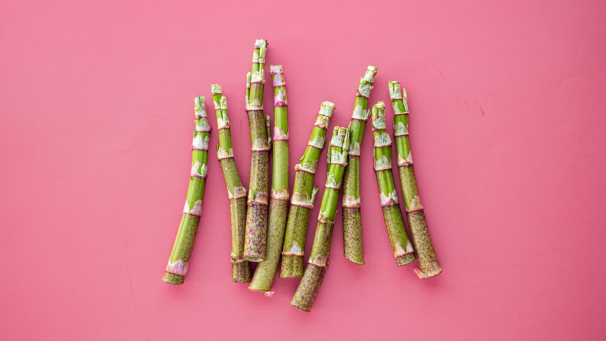 How to Cook Japanese Knotweed - Foraged