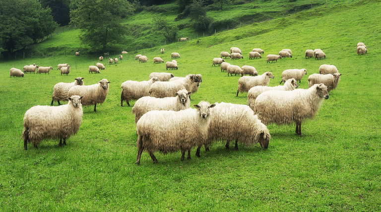 Sheep Farming Profitability What You Need To Know Farming Sheep For sheep-farming-profitability-what-you-need-to-know-farming-sheep-for