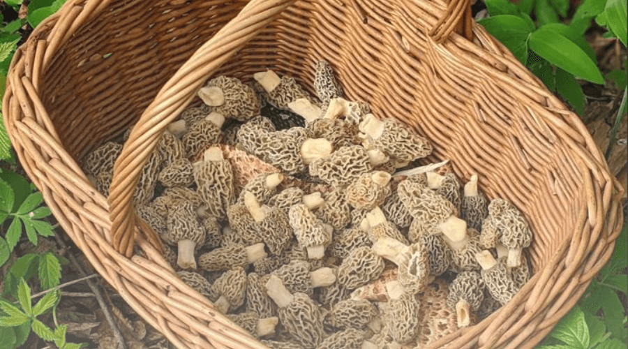 Fresh Morels A Guide to Different Types of Morel Mushrooms - Foraged - Foraged