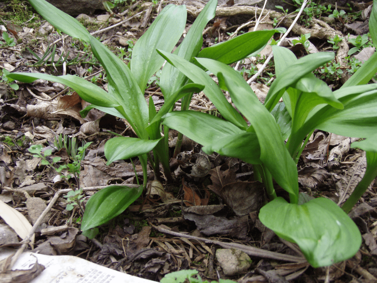 Hidden Gems: Discovering the Best Locations to Find Wild Ramps ...