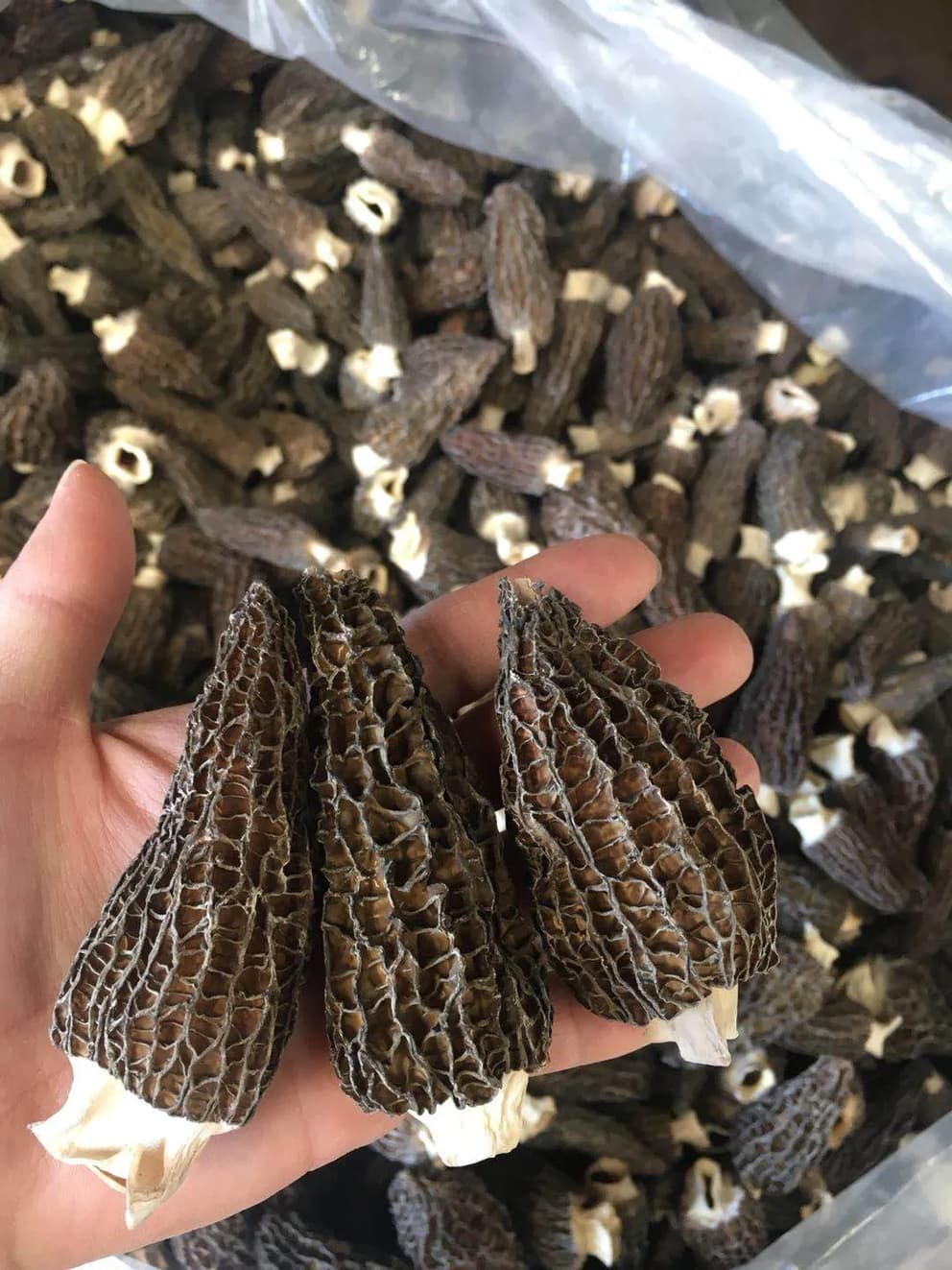 Fresh Morels Keeping Morels Fresh: How To Store Morel Mushrooms - Foraged - Foraged